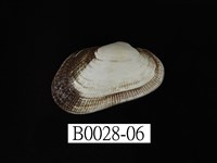 藏品(青鬍魁蛤)的圖片